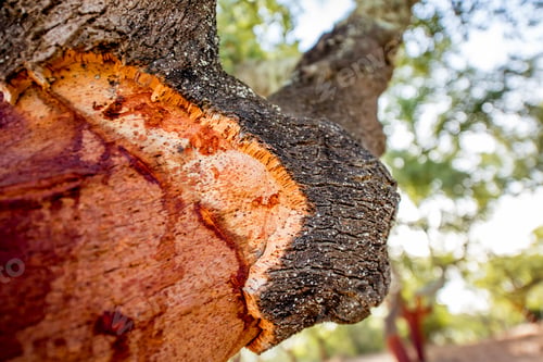 Preview: Oak tree bark
