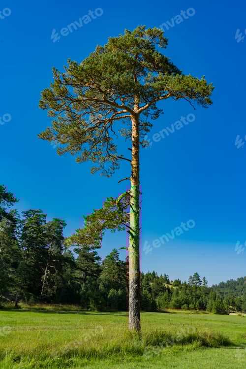 Preview: Evergreen trees on the Zlatibor mountain in Serbia