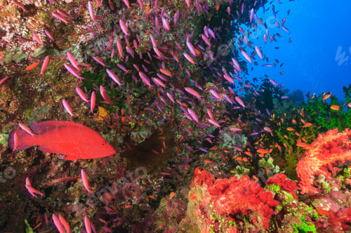 Preview: Colorful fish swimming in coral reef
