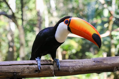 Preview: Toucan