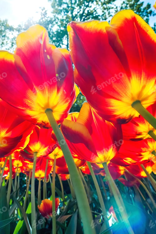 Preview: Tulip Field In Keukenhof Gardens, Lisse, Netherlands