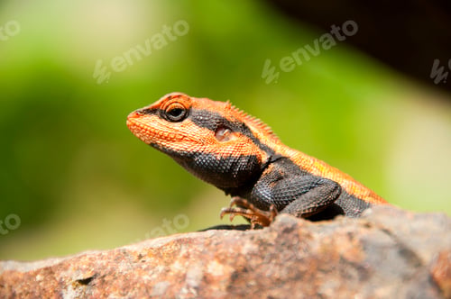 Preview: Agama lizard in the forest
