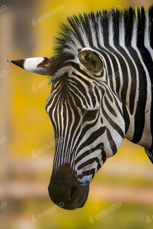 Preview: Of a zebra's head on a vibrant yellow background at the natural environment