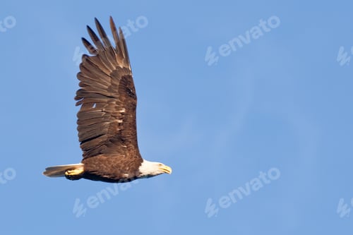 Preview: Adult bald eagle Haliaeetus leucocephalus soaring blue sky
