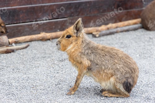 Preview: Chacoan Mara in the zoo park