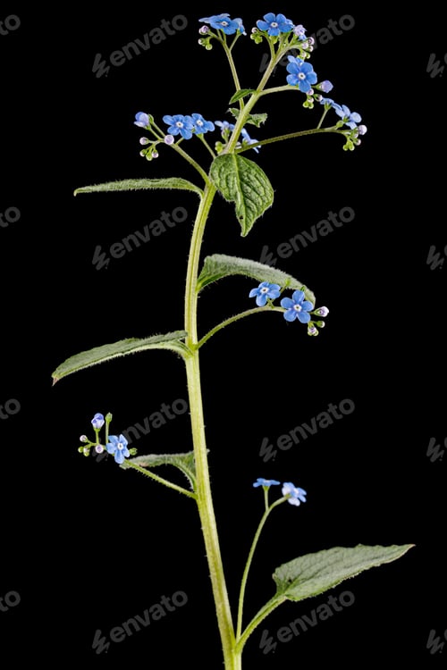 Preview: Blue flowers of brunnera, forget-me-not, myosotis, isolated on black background