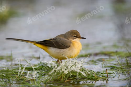 Preview: Grey wagtail (Motacilla cinerea)