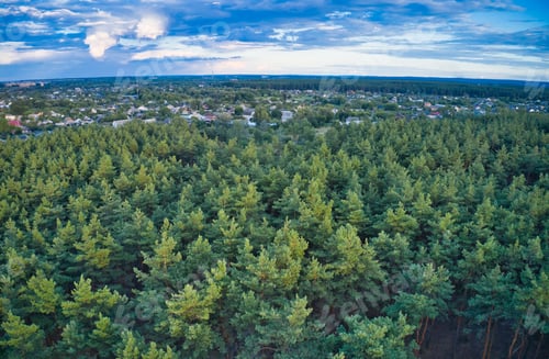 Preview: Beautiful green coniferous forest near a beautiful city