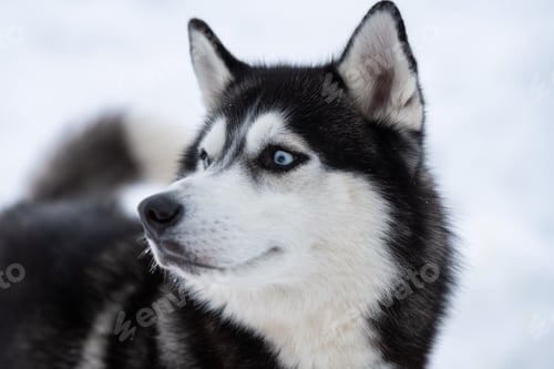 Preview: Husky dog portrait, winter snowy background. Funny pet on walking before sled dog training.