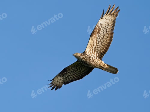 Preview: European honey buzzard (Pernis apivorus) in flight with blue skies in the background