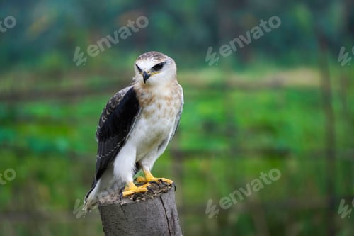 Preview: Black-winged kite (Elanus caeruleus)