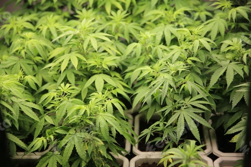 Preview: Cannabis leaves. Growing Medical marijuana cultivation. Alternative herbal medicine, Cannabis farm