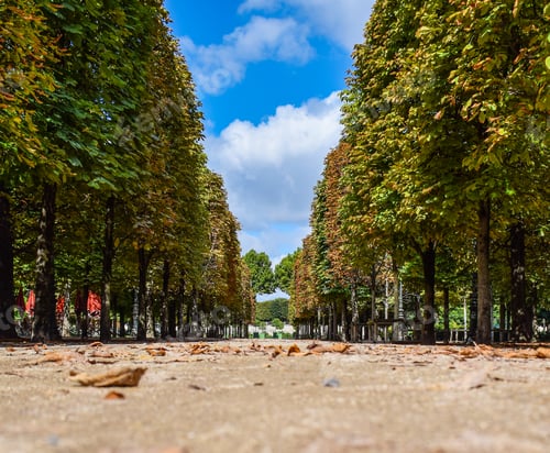 Preview: Beautiful panoramic view from the ground to the Tuileries gardens on a summer day. Paris, France