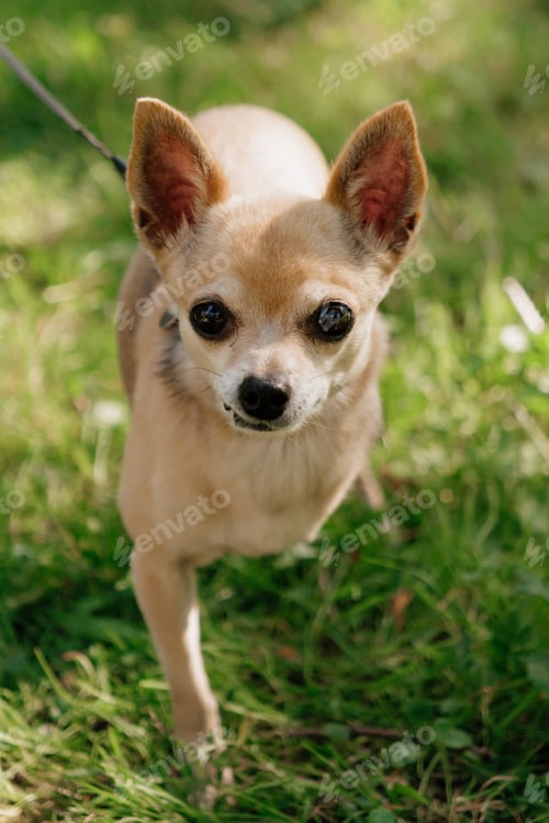Preview: dog with disability stands on green lawn, a pet without front paw. amputation of limbs