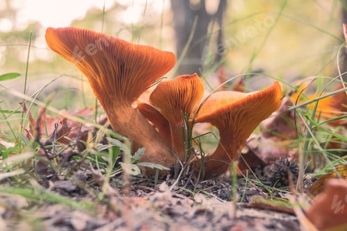 Preview: Omphalotus olearius, commonly known as the jack-o'-lantern, a poisonous wild mushroom