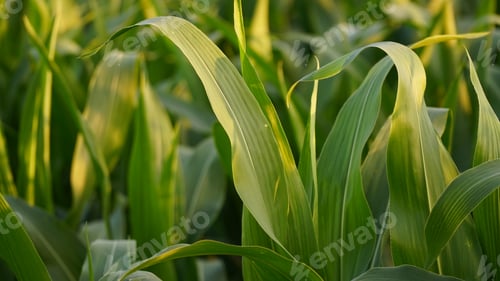 Preview: Corn. Young corn plants in the field. Agricultural background of a corn plantation.