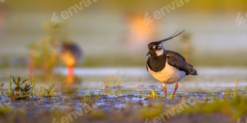 Preview: Northern lapwing in wetland habitat with warm colors