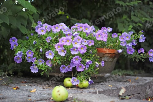 Preview: Flower pot with blue flowers. A flower pot in the garden.