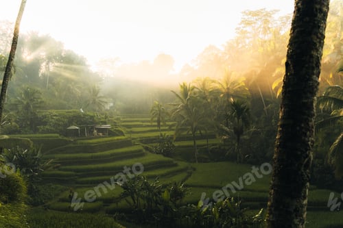 Preview: Morning view of Tegallalang Rice fields terraces in Ubud, Bali, Indonesia