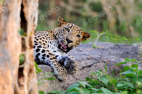 Preview: Leopard