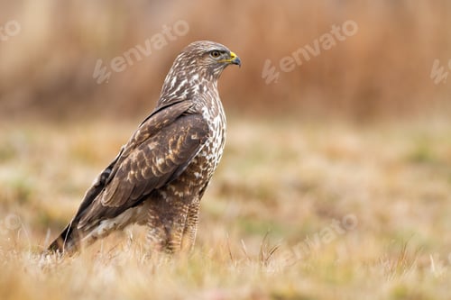 Preview: Alert common buzzard standing on dry grass and looking aside with copy space