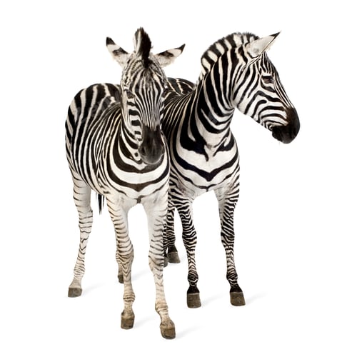 Preview: Zebra