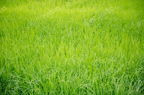 Preview: Paddy rice field in clear light day