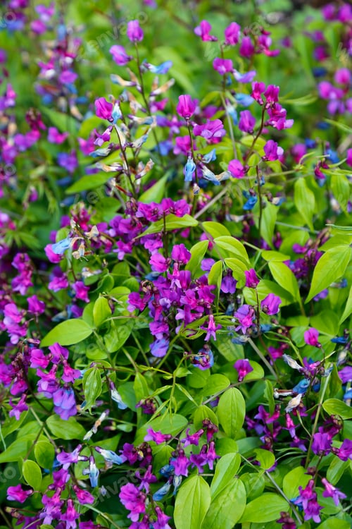 Preview: Beautiful flowers of Lathyrus Vernus (Spring Vetchling or Spring Pea)