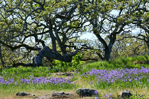Preview: Beautiful spring flowers in Canada