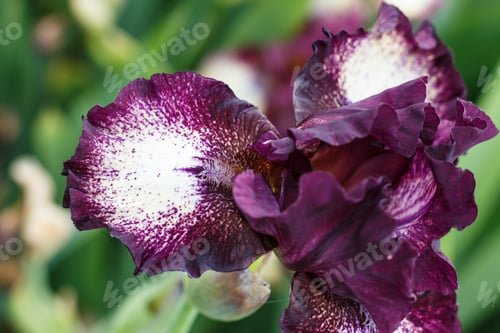 Preview: Beautiful multicolored iris flower.