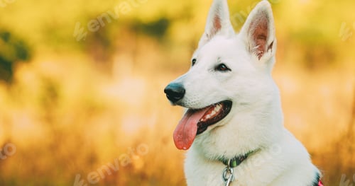 Preview: Hand-held Shooting, Hand-held Shot. Close Up White Swiss Shepherd Dog Berger Blanc Suisse. The