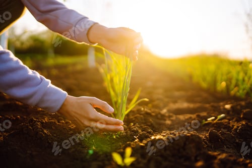 Preview: The farmer considers young wheat in the field. Green wheat growing in soil. Agricultural business