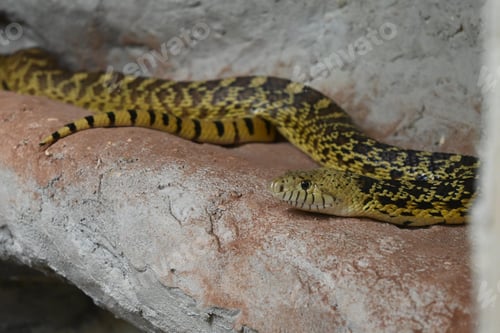 Preview: the snake was curled up on the cement ledge next to the building