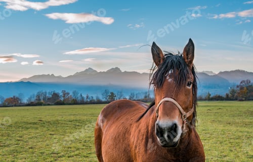 Preview: Portrait of horse at sunset with mountains in the background.