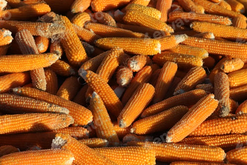 Preview: Dried corns for the winter. Corn background.