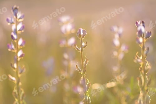 Preview: Field of lupine