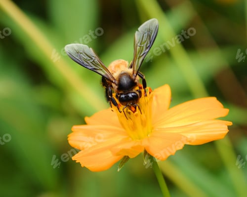 Preview: A bee busy drinking nectar from the flower