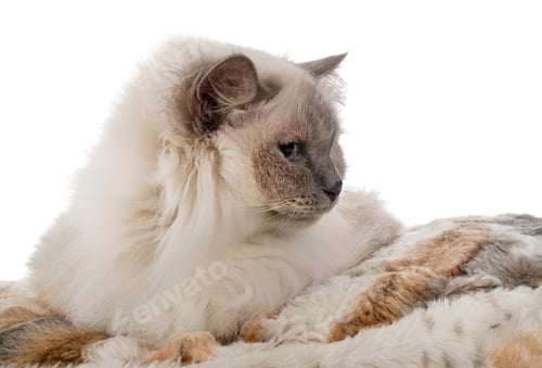 Preview: birman cat in studio