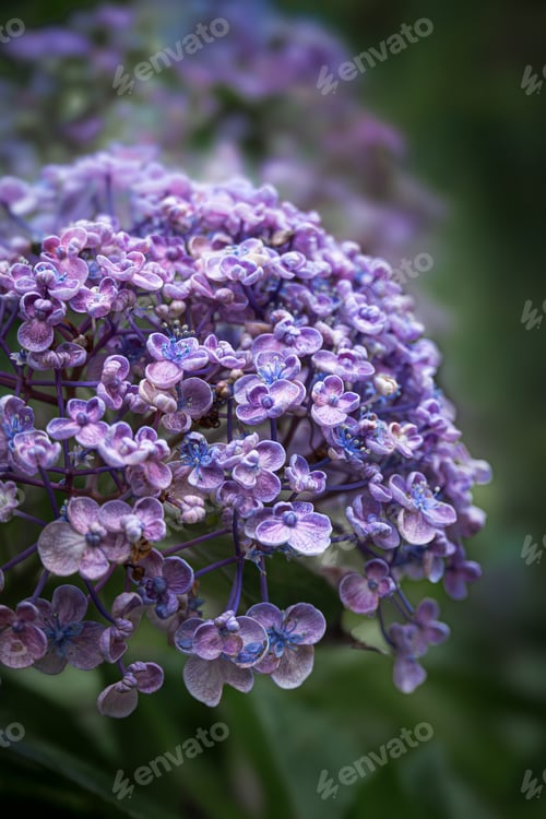 Preview: Purple hydrangea flowers in rain