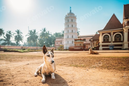 Preview: Kavlem, Phonda, Goa, India. Dog Resting Near Shree Shantadurga Mandir, Kavlem Temple. Famous