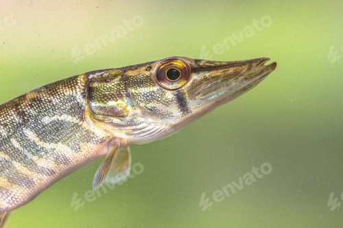 Preview: Northern Pike Fish Portrait underwater
