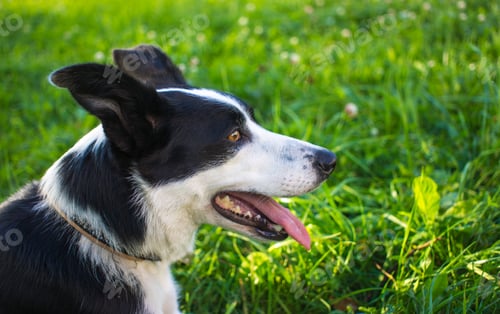 Preview: border collie dog spring portrait walking in green fields