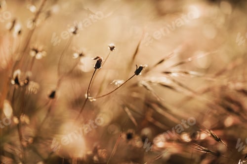 Preview: Selective soft focus of dry grass, reeds, stalks blowing in the wind at golden sunset light.