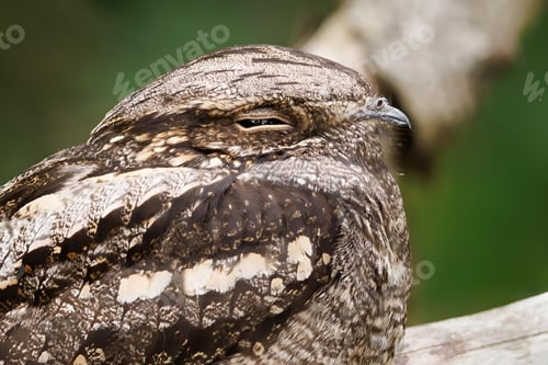Preview: Close-up shot of a camouflaged nightjar bird resting on a tree branch against blur background