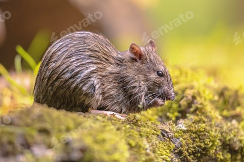 Preview: Brown rat in grass on river bank