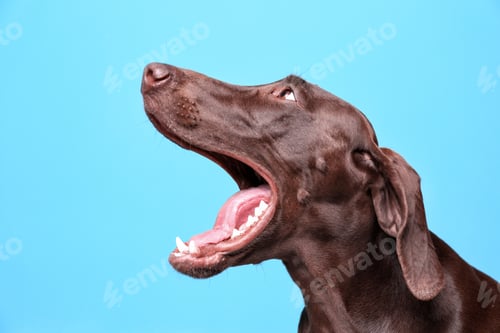 Preview: German Shorthaired Pointer dog on color background