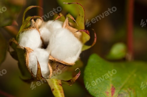 Preview: Cotton plant with seed capsule open