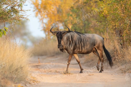 Preview: A blue wildebeest, Connochaetes taurinus, walks across a sand road, direct gaze, leg raised, yellow