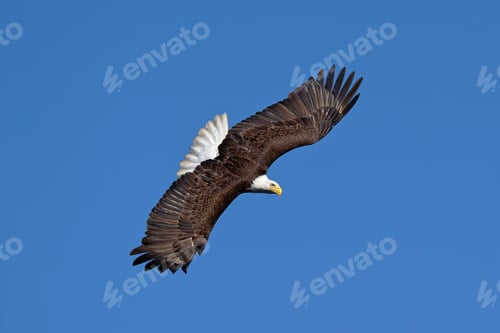 Preview: Bald eagle soaring in the clear blue sky, showcasing its majestic wingspan and sharp features