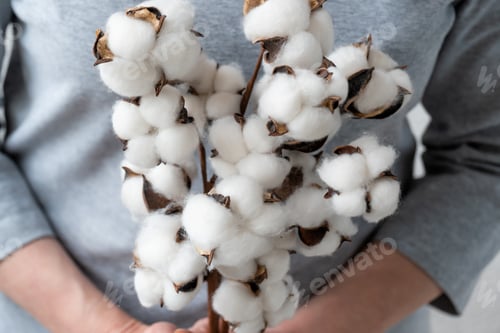 Preview: Crop faceless woman holding bunch of tender white cotton